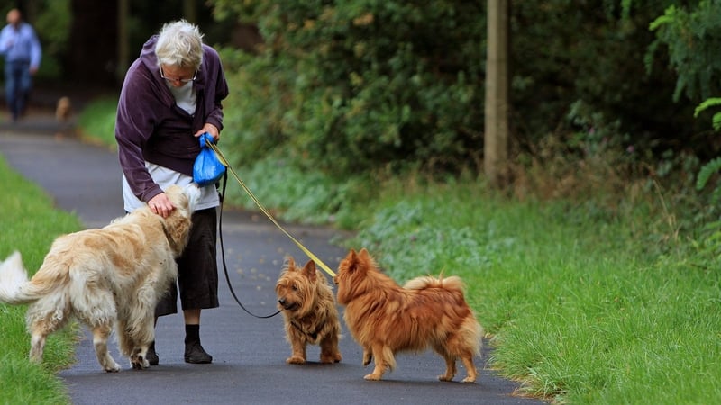 Woman Walking Multiple Dogs