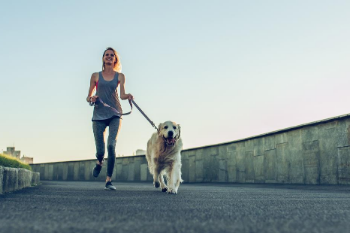 how can i exercise my dog without walking