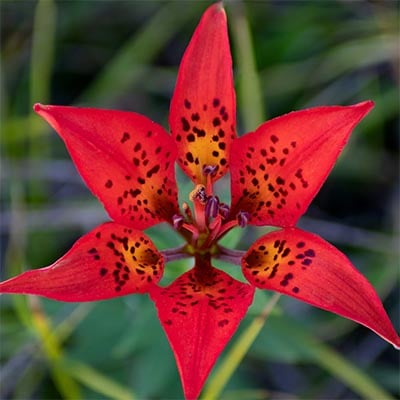 Wood Lily 2