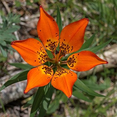 Wood Lily