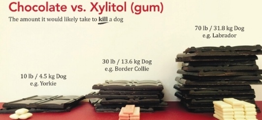 xylitol is more toxic than chocolate for dogs