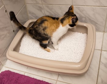 Kitten Litter Box