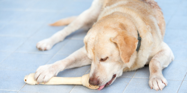 Yellow lab licking rawhide bone