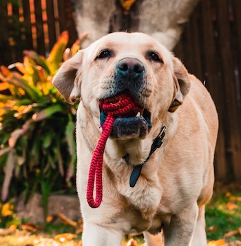 healthy chews for puppies