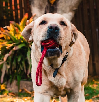 dog swallowed entire rope toy