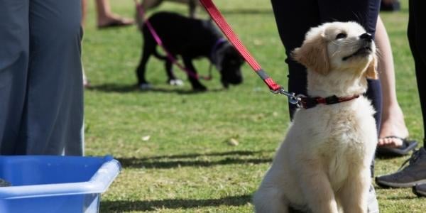 Young golden retriever puppy sitting nicely on leash in puppy class