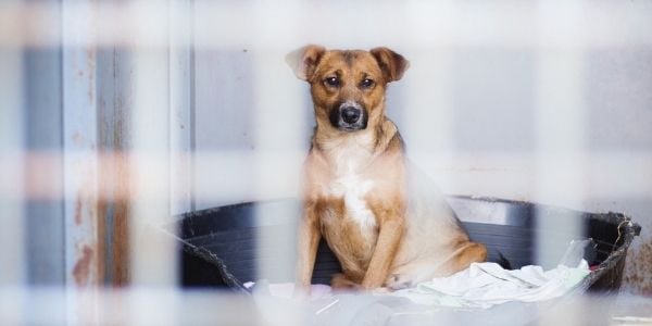 dog in shelter waiting to go home