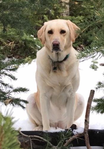 lucy dog portrait in the woods