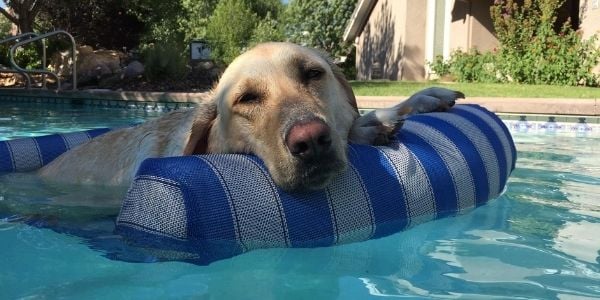 lucy dog swimming died of xylitol toxicity