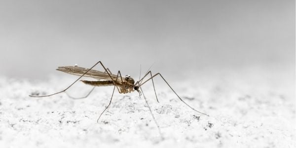mosquito infected with heartworm