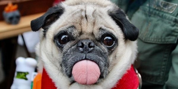 pug sticking tongue out