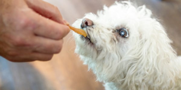 senior dog Daisy eating a treat