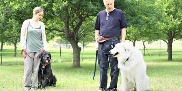 a man and woman each train their large dogs outside on leash