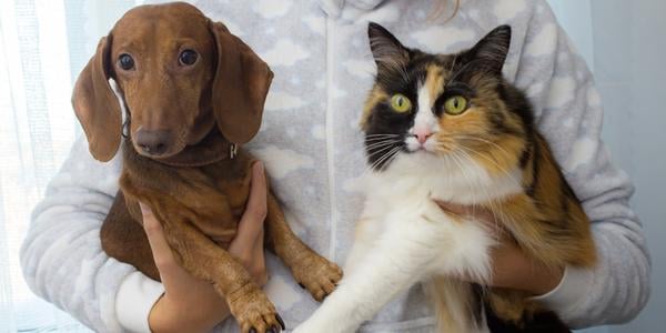 a woman holds a brown dachshund and a calico cat in her arms