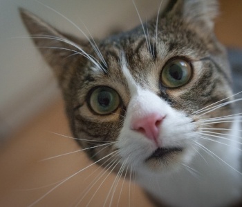 adorable-cat-xylitol-toxicity