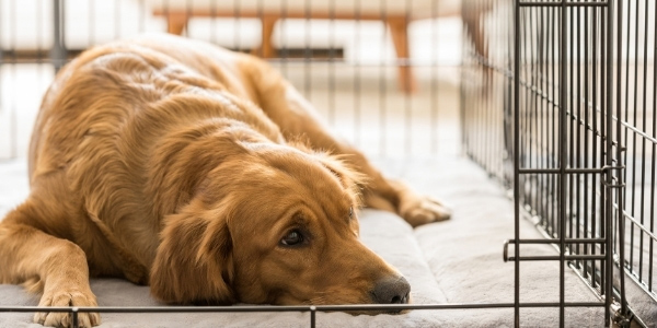 adult golden retriever resting in dog crate