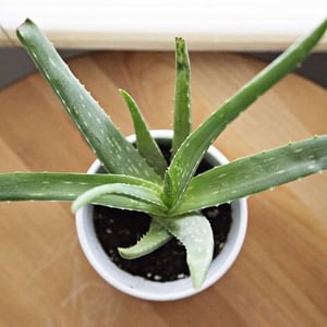 aloe plant is toxic to cats