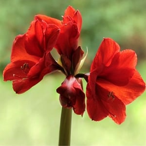 amaryllis plant is toxic to dogs