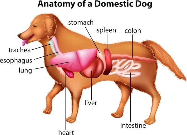 dogs stomach is help my s stomach is bloated understanding bloat torsion and gdv dogs stomach is help my s stomach is bloated understanding bloat torsion and gdv
