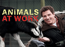 animals at work tv series
