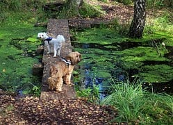 dog-water-algae dog-water-algae