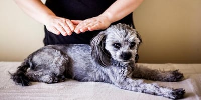 anxious dog getting reiki treatment
