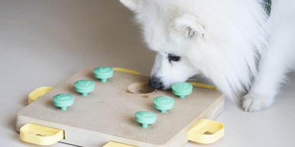anxious dog sniffing a dog food puzzle