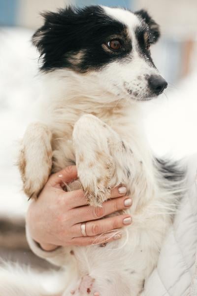 anxious looking dog being held with paws held tightly to body