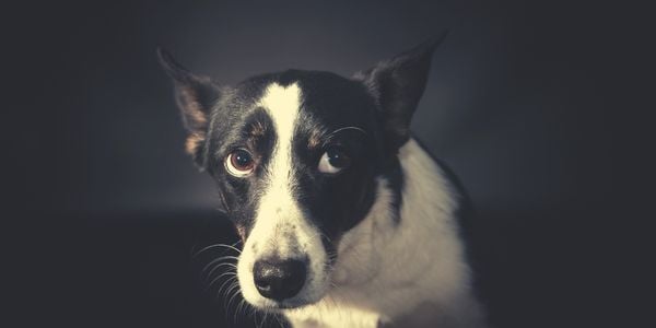 anxious looking dog with ears back and whale eye