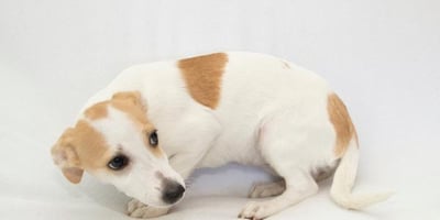 anxious looking puppy hunched with ears back and whale eye