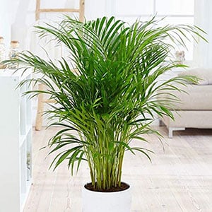areca palm indoor plant ok for pets
