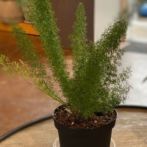 asparagus fern toxic to cats