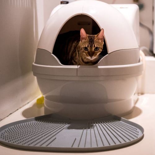 automatic cleaning cat litter box