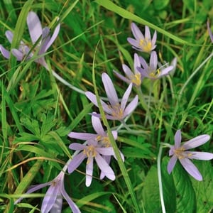 autumn crocus toxic to pets