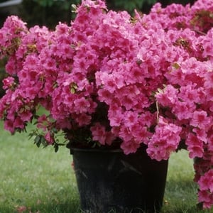 azalea plants are toxic to pets