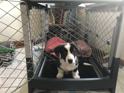 What to Put In a Crate For a Puppy