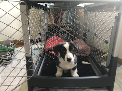 Cat Dog Crate Lick Mat, Treats & Peanut Butter with Rotating