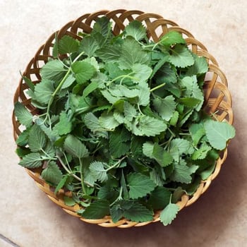 basket full of fresh catnip