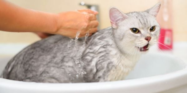 bathing a large grey cat in the sink