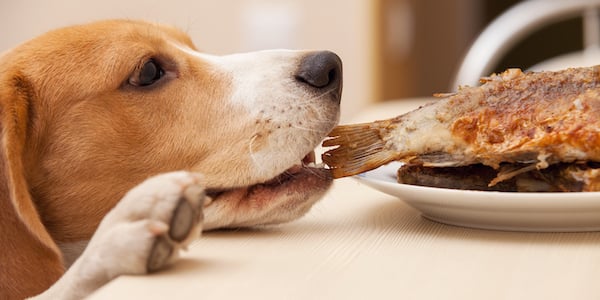 beagle counter surfing abut to grab cooked fish