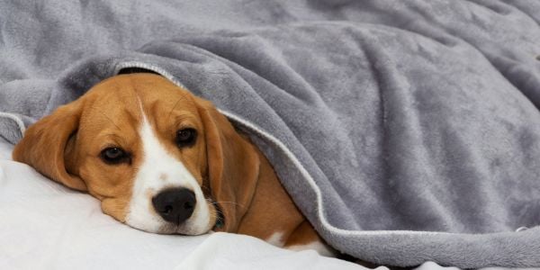 beagle dog lying under a blanket not feeling well