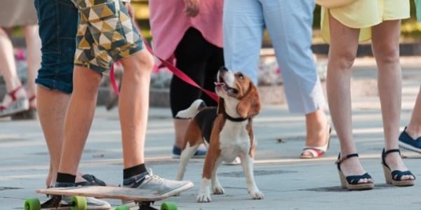 beagle on leash next to owner and skateboard standing in crowd