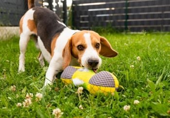 beagle playing with toy in backyard