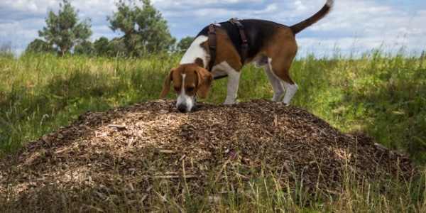 beagle standing on top pile of mulch