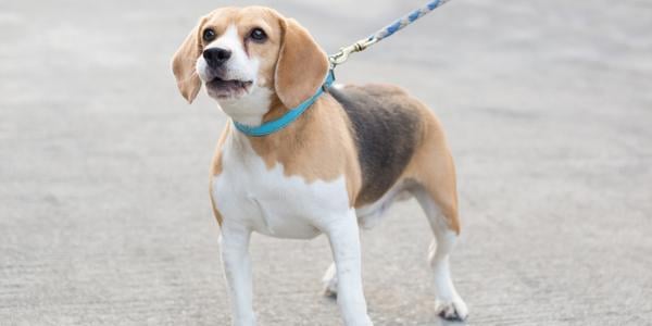 beagle starting to bark at something while on leashed walk