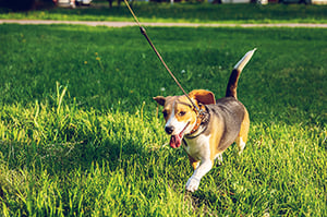 beagle training outside