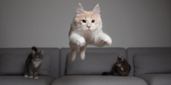 beautiful longhair white cat leaping from couch