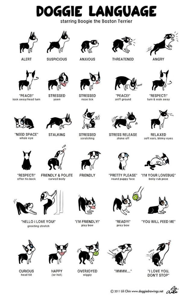 Dog Language Behavior Guidelines
