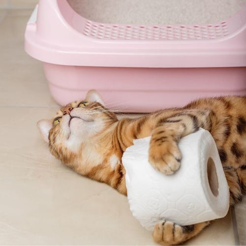 bengal cat holding a roll of toilet paper beside a litter box