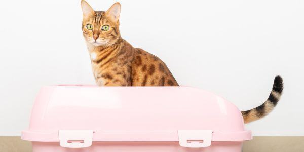 bengal cat in a pink litter box